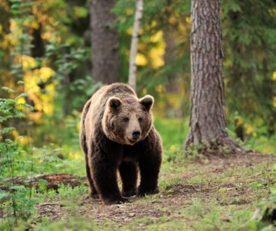 ours de brun du canada